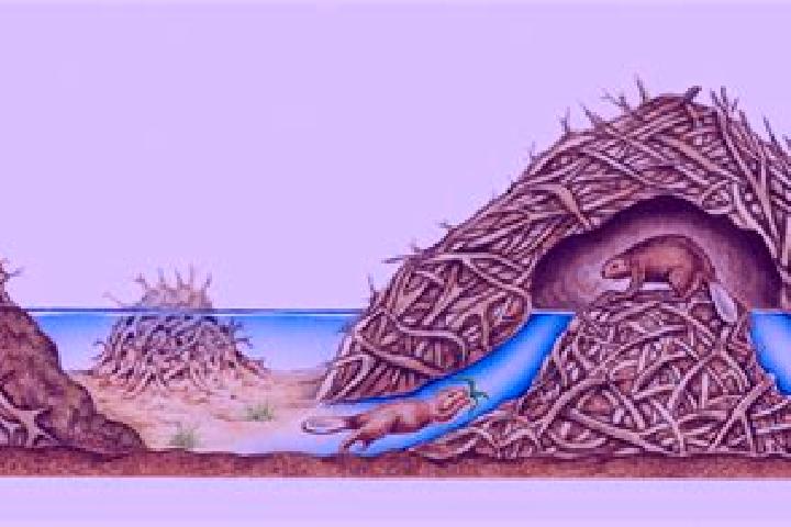 Dam Beavers;ELK Studios;CollectR;Biber Slot;Damm Features;Slot Test;RTP 94%;Dam Beavers Schweiz;Online Casino;Spielautomat;Bonusfunktionen;Hohe Volatilität