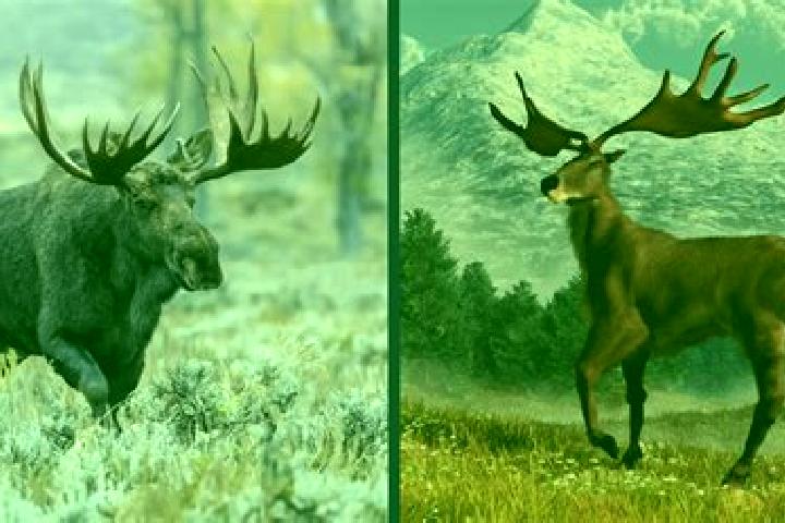 Pirots 3 vs Pirots 4: Comparing ELK s Avian Slot Heavyweights